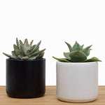 Indoor Flower Pot | Large Modern Planter, Terracotta Ceramic Plant Pot - Plant Container Great for Plant Stands (8.5 inch, Black)