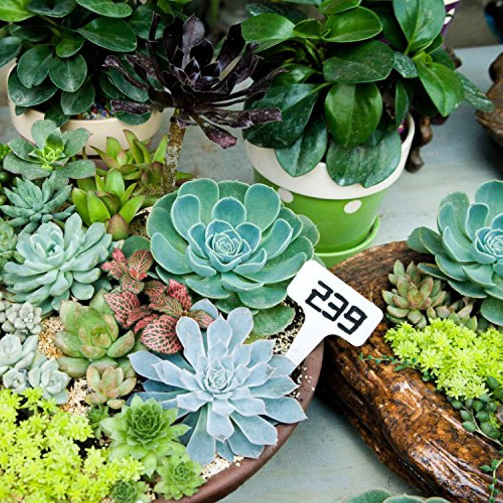 200 PCS Plant Tags Plastic White T-Type Nursery Garden Labels Markers2 ...